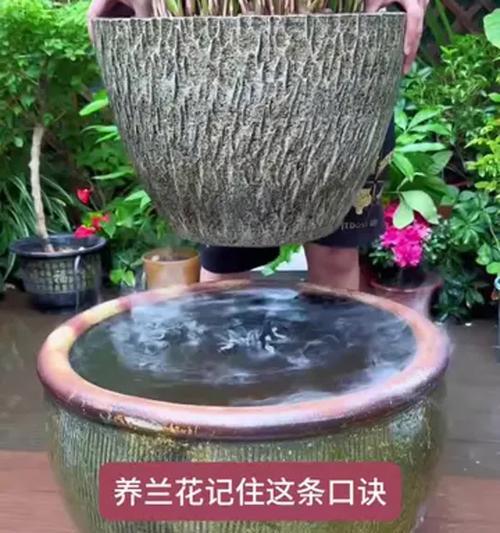 大兰花养殖的技巧和常见问题？