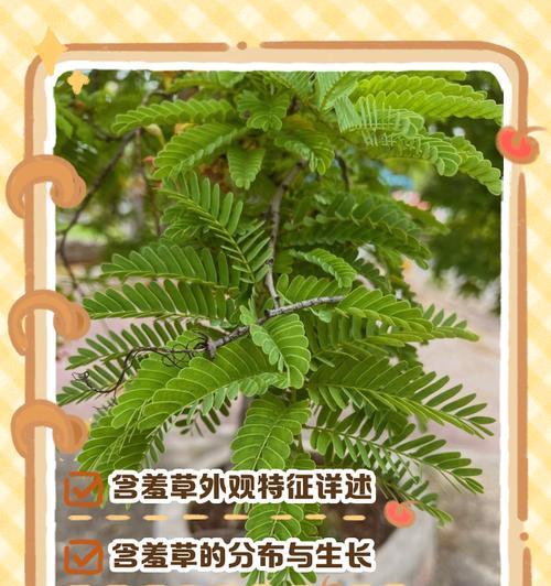 含羞草幼苗的外观特征是什么？