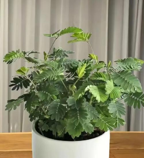 含羞草幼苗的外观特征是什么？