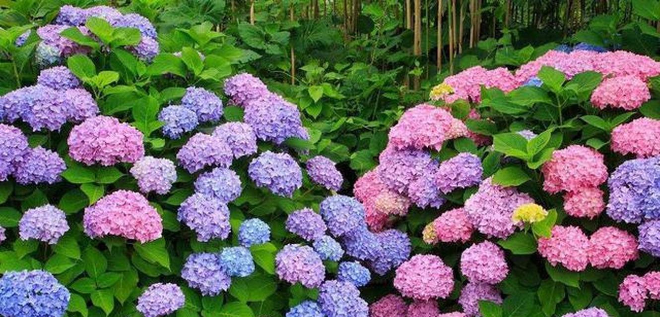 春季适合种植哪些花卉？春天养花的注意事项？