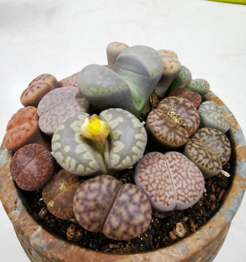 石生花品种有哪些？石生花的养殖方法是什么？