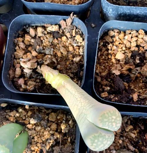 石生花品种有哪些？石生花的养殖方法是什么？