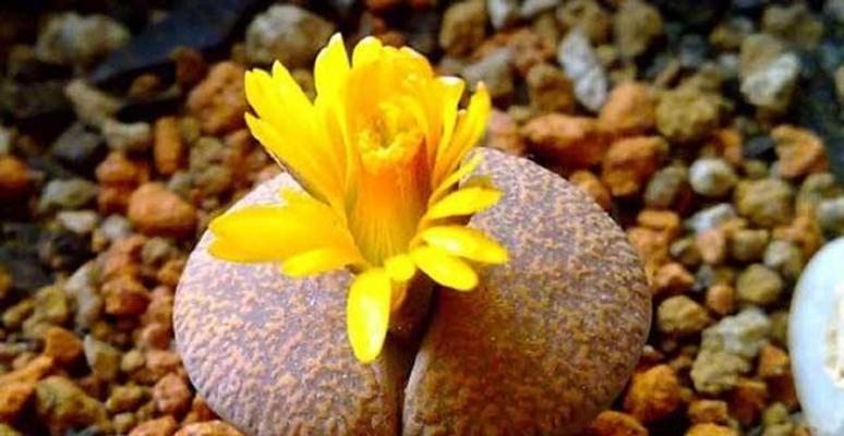 石生花品种有哪些？石生花的养殖方法是什么？