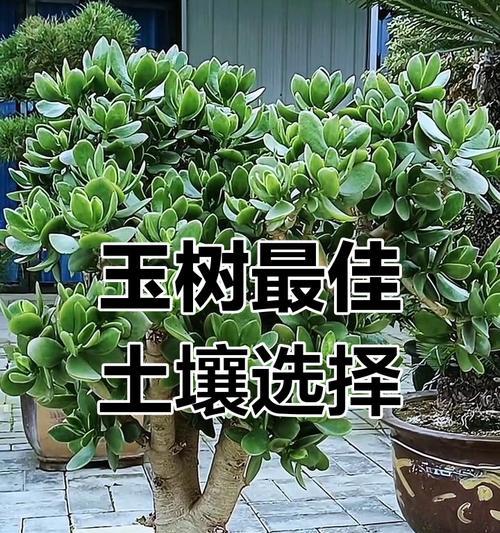 玉树有哪些作用？玉树的养护方法是什么？