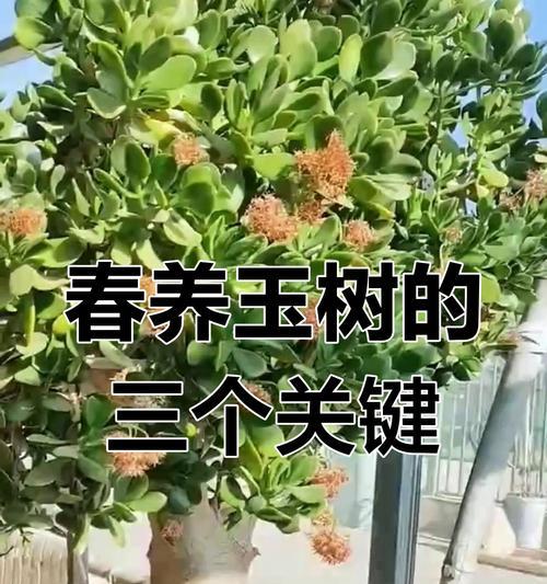 玉树有哪些作用？玉树的养护方法是什么？