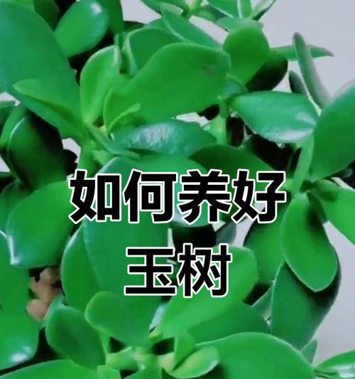 玉树有哪些作用？玉树的养护方法是什么？
