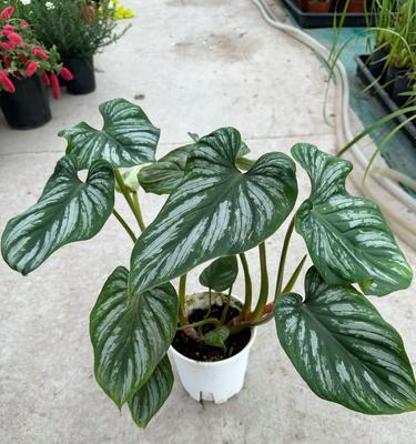适合室内摆放的大型观叶植物推荐？如何照料大型观叶植物？