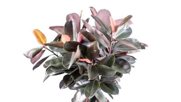 适合室内摆放的大型观叶植物推荐？如何照料大型观叶植物？