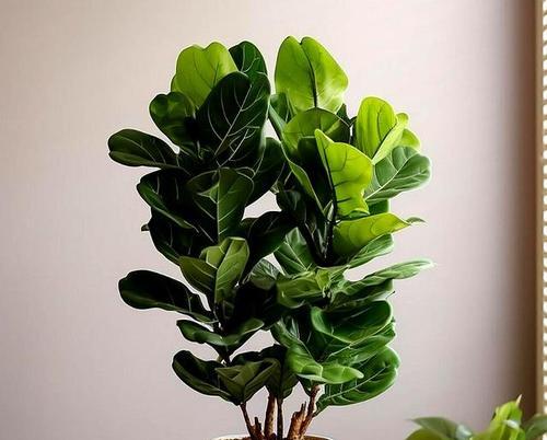 适合室内摆放的大型观叶植物推荐？如何照料大型观叶植物？