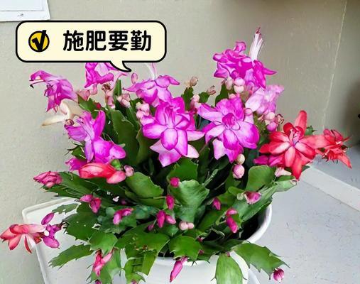 蟹爪兰换盆的最佳时间和步骤是什么？