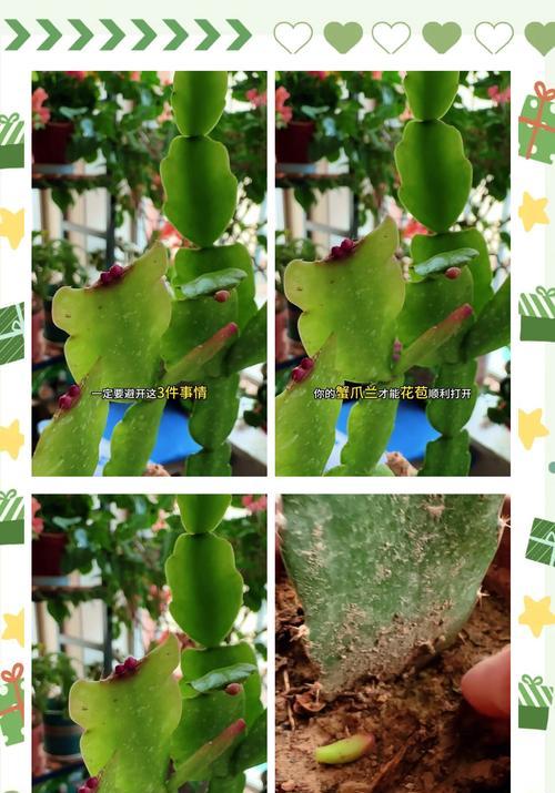 蟹爪兰换盆的最佳时间和步骤是什么？