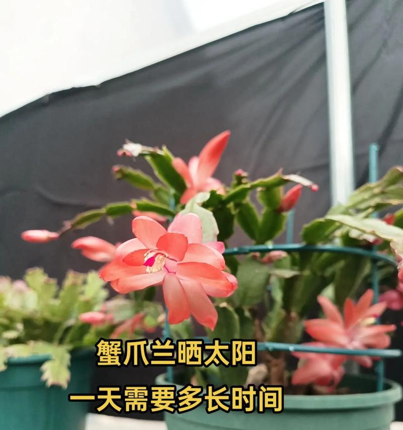蟹爪兰换盆的最佳时间和步骤是什么？