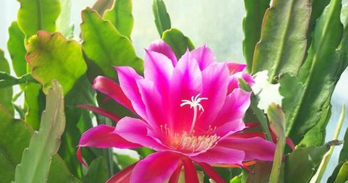 令箭荷花品种众多如何挑选？令箭荷花的养殖方法是什么？