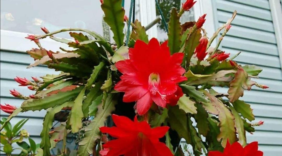 令箭荷花品种众多如何挑选？令箭荷花的养殖方法是什么？