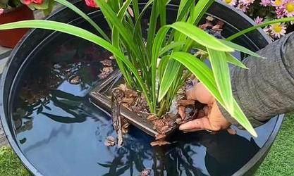 兰花浸盆的正确方法是什么？浸盆对兰花生长有何影响？