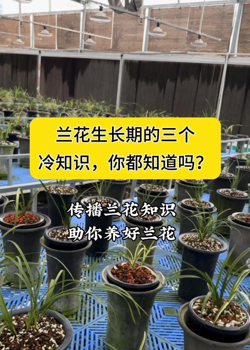 兰花浸盆的正确方法是什么？浸盆对兰花生长有何影响？