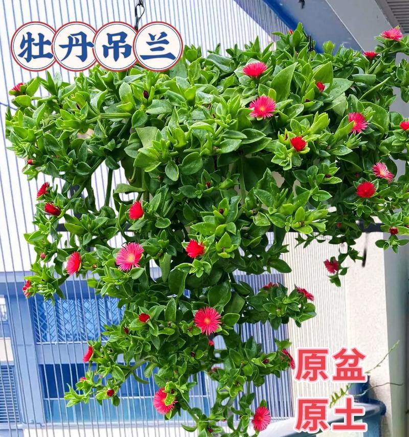 吊蓝的养殖技巧是什么？保持吊蓝健康生长！