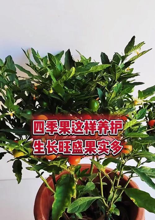种芦荟的正确步骤是什么？如何确保芦荟健康成长？