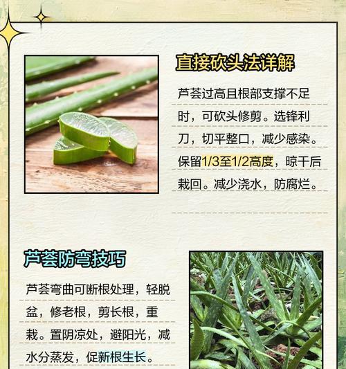 种芦荟的正确步骤是什么？如何确保芦荟健康成长？