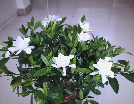 栀子花凋谢后如何养护？