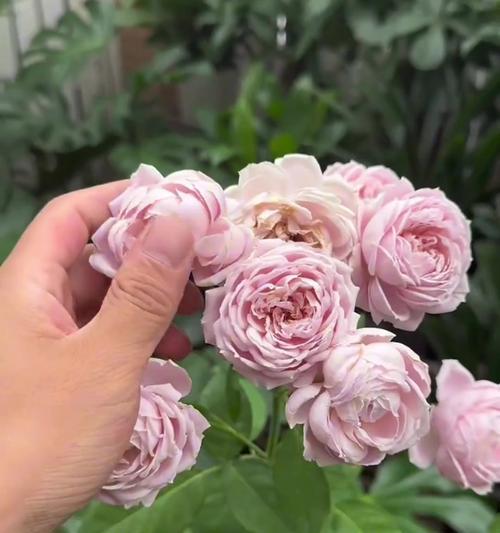 月季花多的养护技巧？如何让月季持续开花？