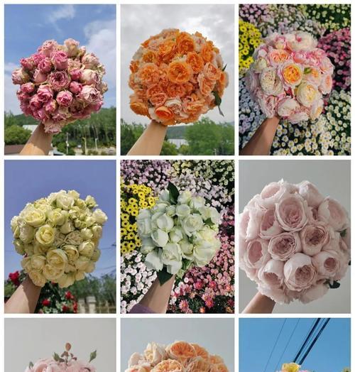 月季花多的养护技巧？如何让月季持续开花？