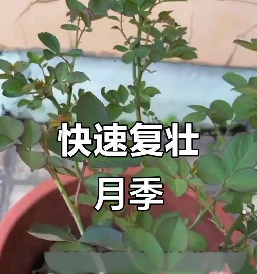 月季花多的养护技巧？如何让月季持续开花？