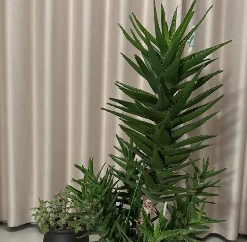 最好的芦荟品种是什么？如何选择和养护最好的芦荟品种？