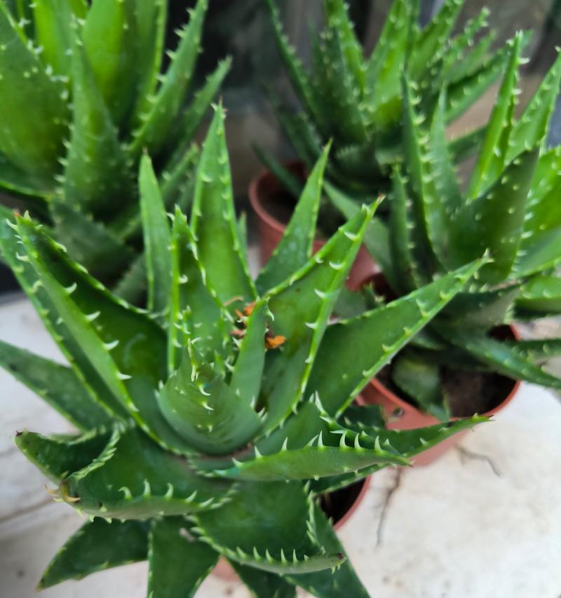 最好的芦荟品种是什么？如何选择和养护最好的芦荟品种？