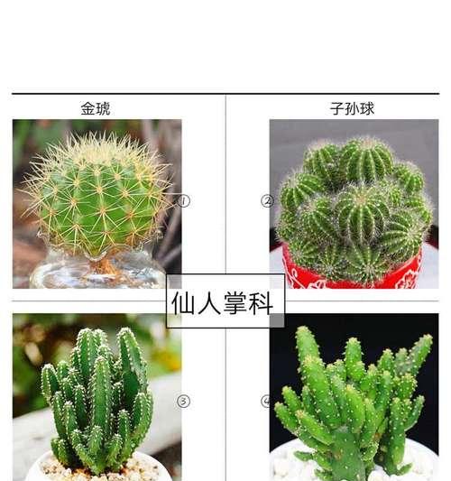 子孙球有哪些品种？如何区分不同种类？