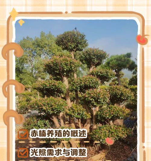 赤鬼城的养殖技巧有哪些？