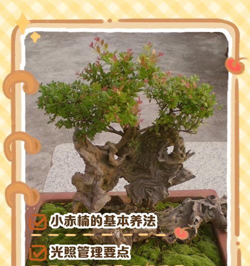 赤鬼城的养殖技巧有哪些？