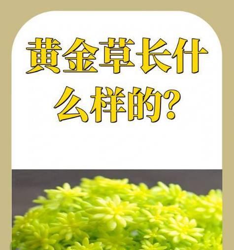 绿色植物对环境有哪些益处？绿色植物的健康作用是什么？