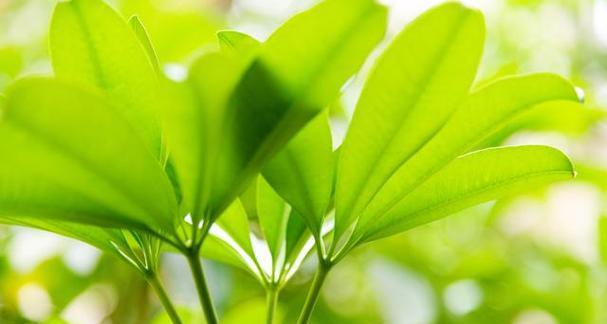 绿色植物对环境有哪些益处？绿色植物的健康作用是什么？