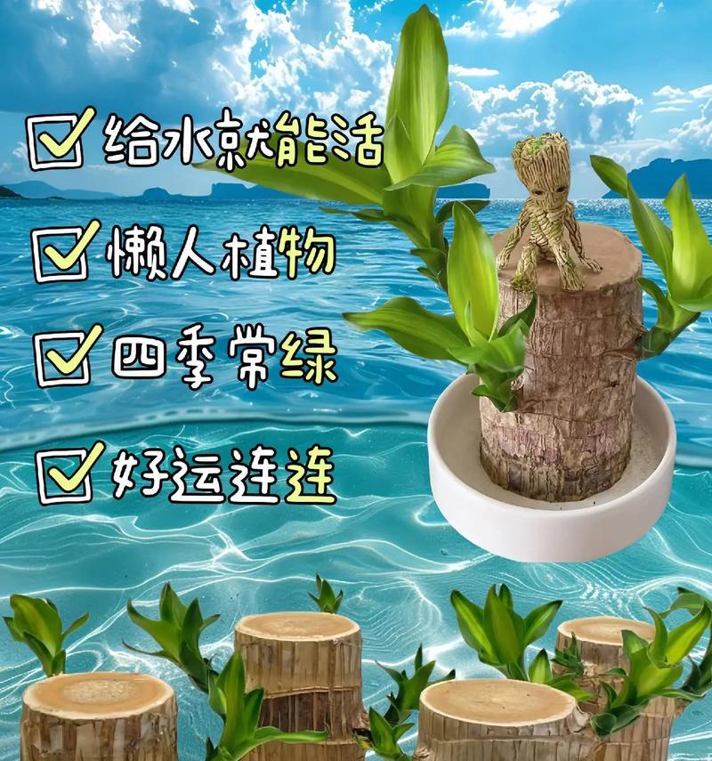 水培植物种植步骤是什么？如何开始水培植物的种植？
