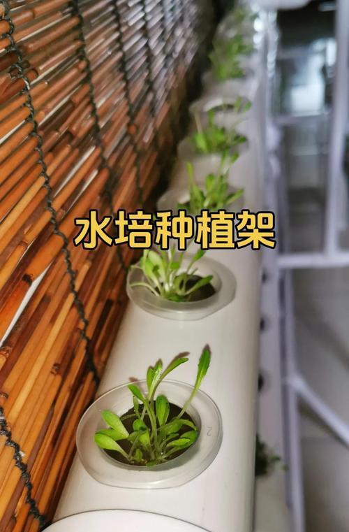 水培植物种植步骤是什么？如何开始水培植物的种植？
