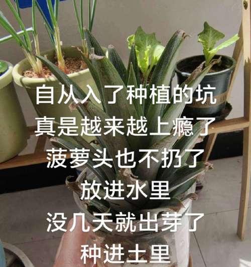 水培植物种植步骤是什么？如何开始水培植物的种植？