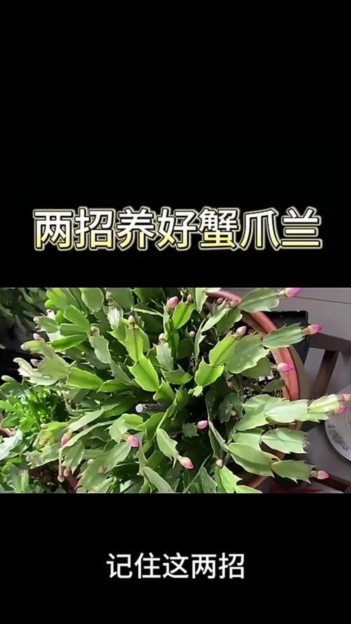 蟹爪莲施肥指南?哪种肥料最适合蟹爪莲?