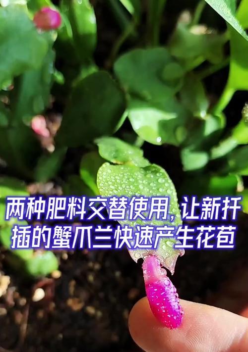 蟹爪莲施肥指南？哪种肥料最适合蟹爪莲？