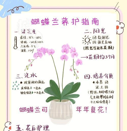 蝴蝶兰繁殖方法有哪些？如何进行分株繁殖？