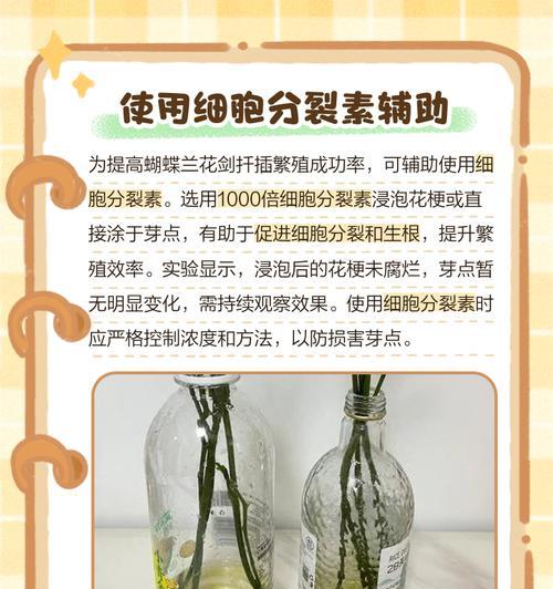 蝴蝶兰繁殖方法有哪些？如何进行分株繁殖？