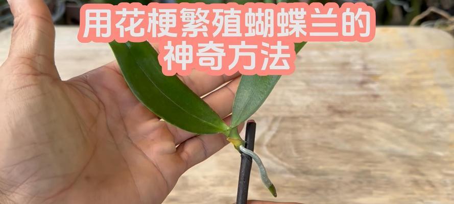蝴蝶兰繁殖方法有哪些？如何进行分株繁殖？