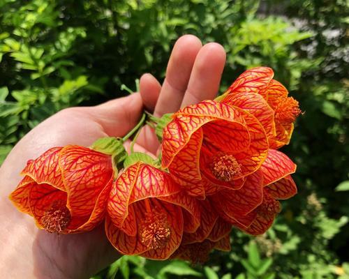 纹瓣悬铃花修剪技巧是什么？