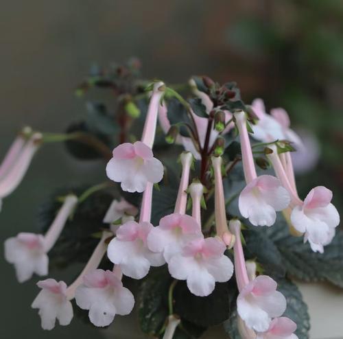 喜阴的作物有哪些？它们的种植条件是什么？