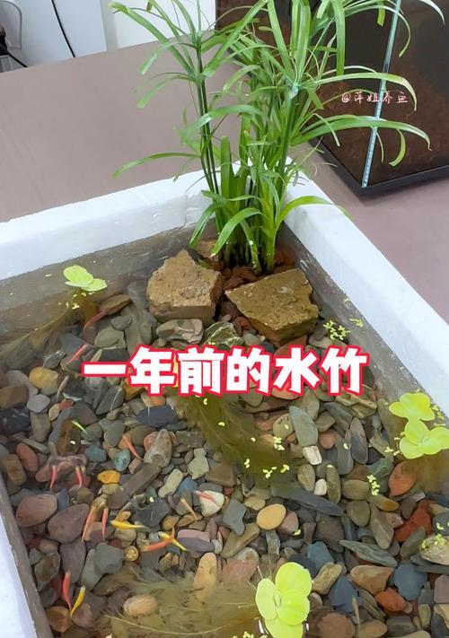 水竹在园艺中有何作用？