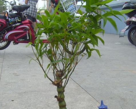 水竹在园艺中有何作用？