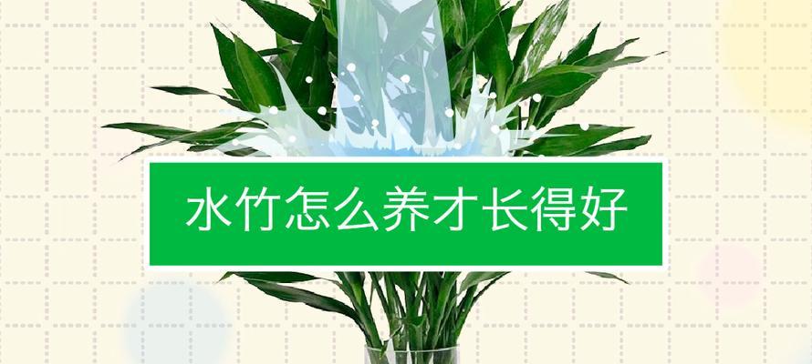 水竹在园艺中有何作用？