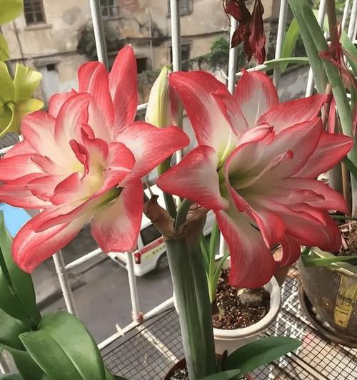 阳台适合种植哪些花卉？如何选择适合的品种？