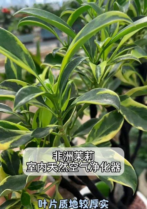 非洲茉莉繁殖的有效方法有哪些？