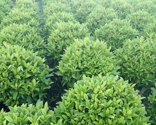 非洲茉莉繁殖的有效方法有哪些？